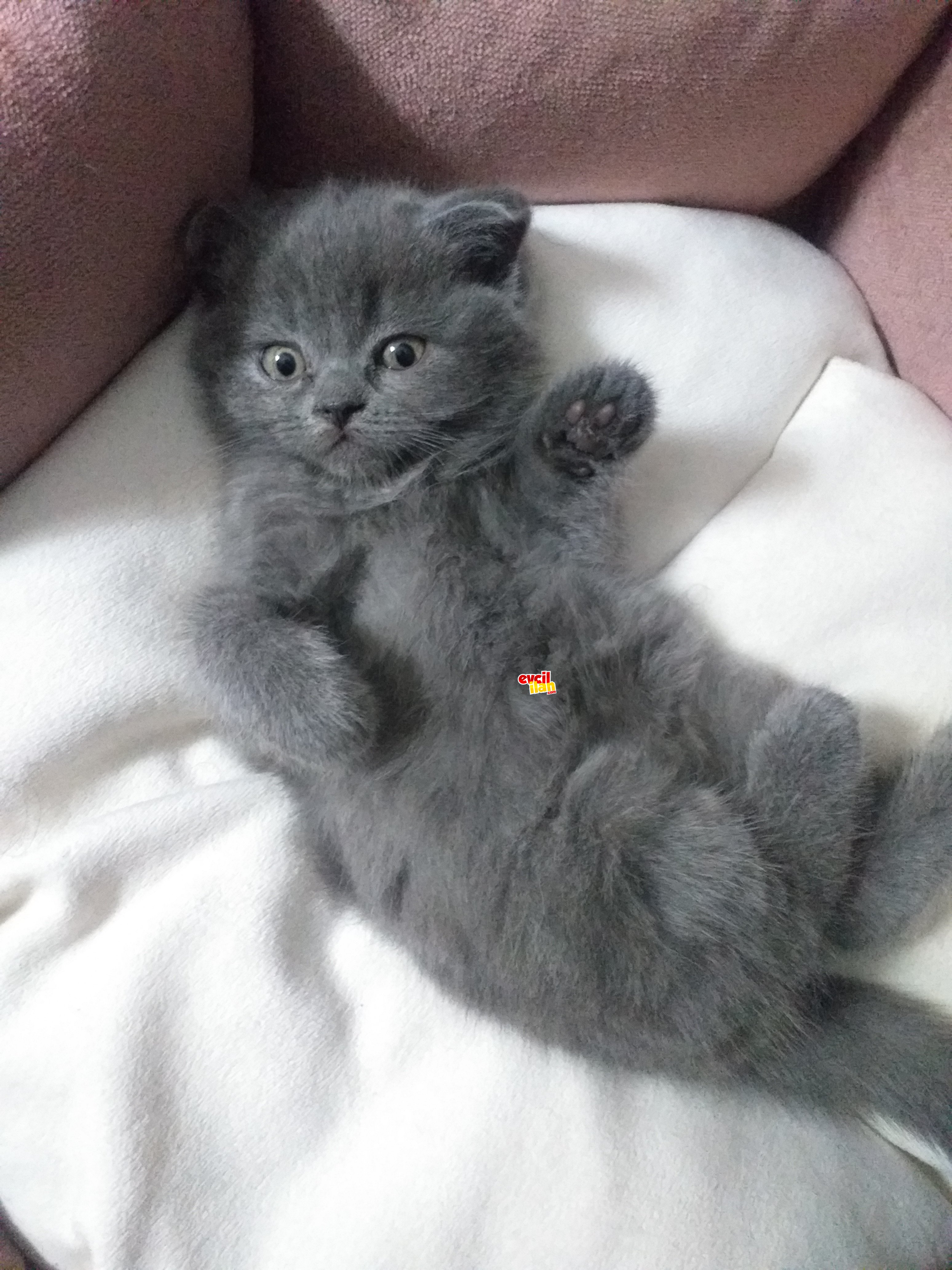 16 Eylül doğumlu anne sütü almış sağlıklı yavrular