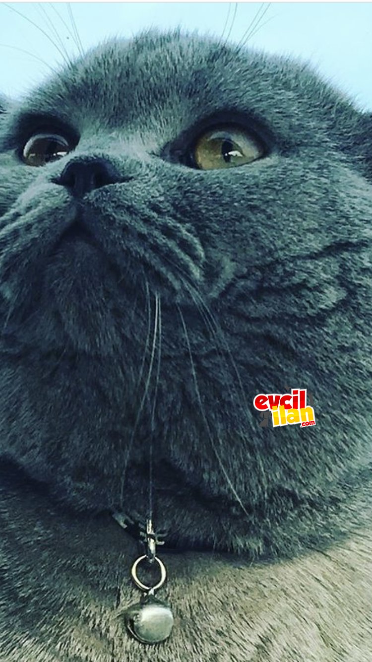 18 aylık aşıları tam 