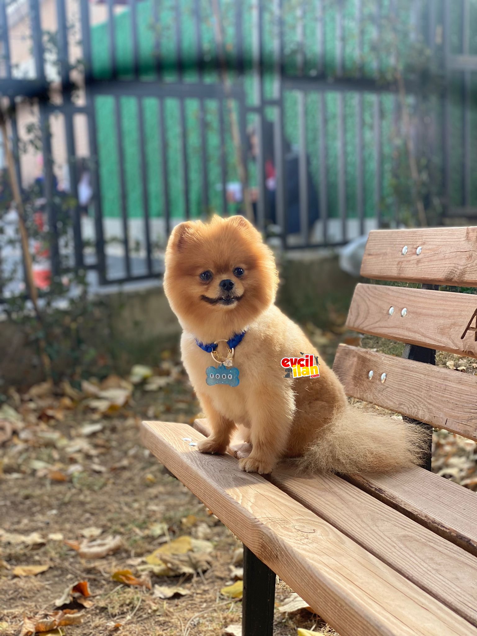 18 aylık Oranj Pomeranian Boo 