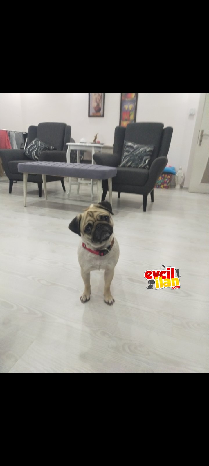 19 aylık dişi pug 