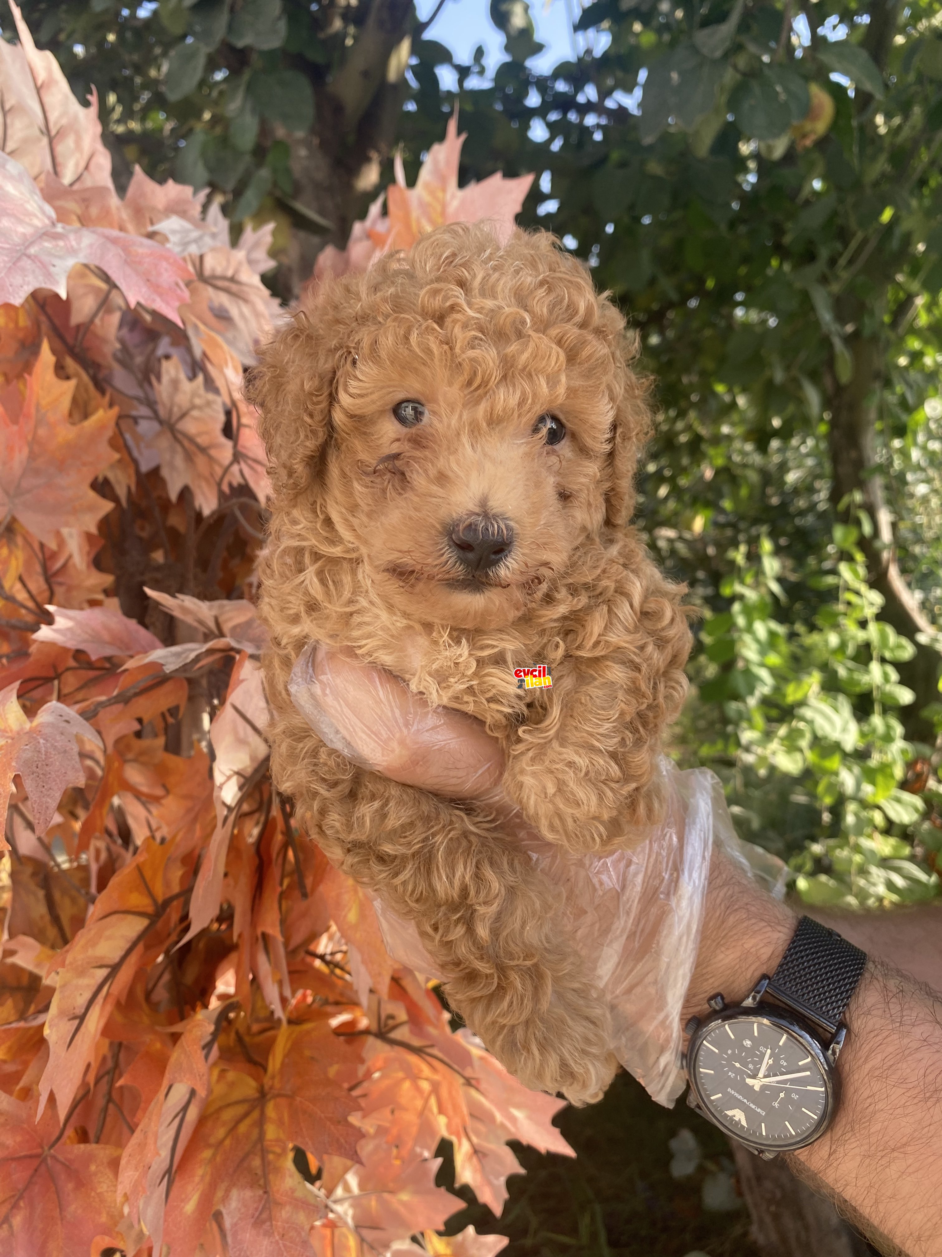 1.KALİTE POODLE BEBEKLER 