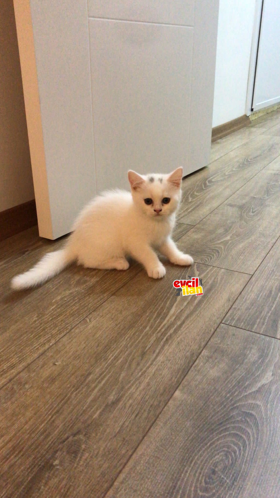 2 ADET BRİTİSH 2 ADET SHORTHAİR 
