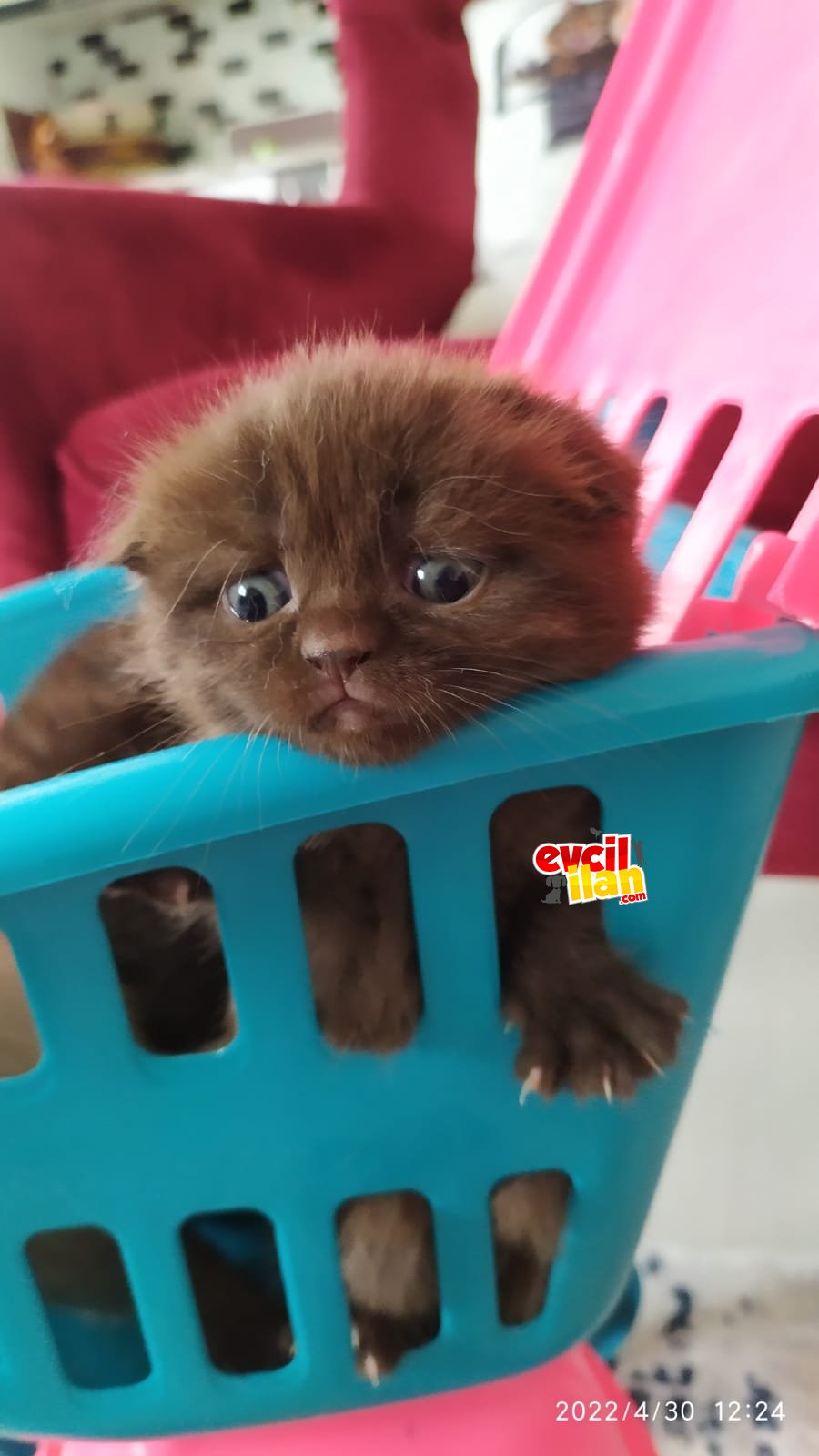 2 adet dişi british shorthair 
