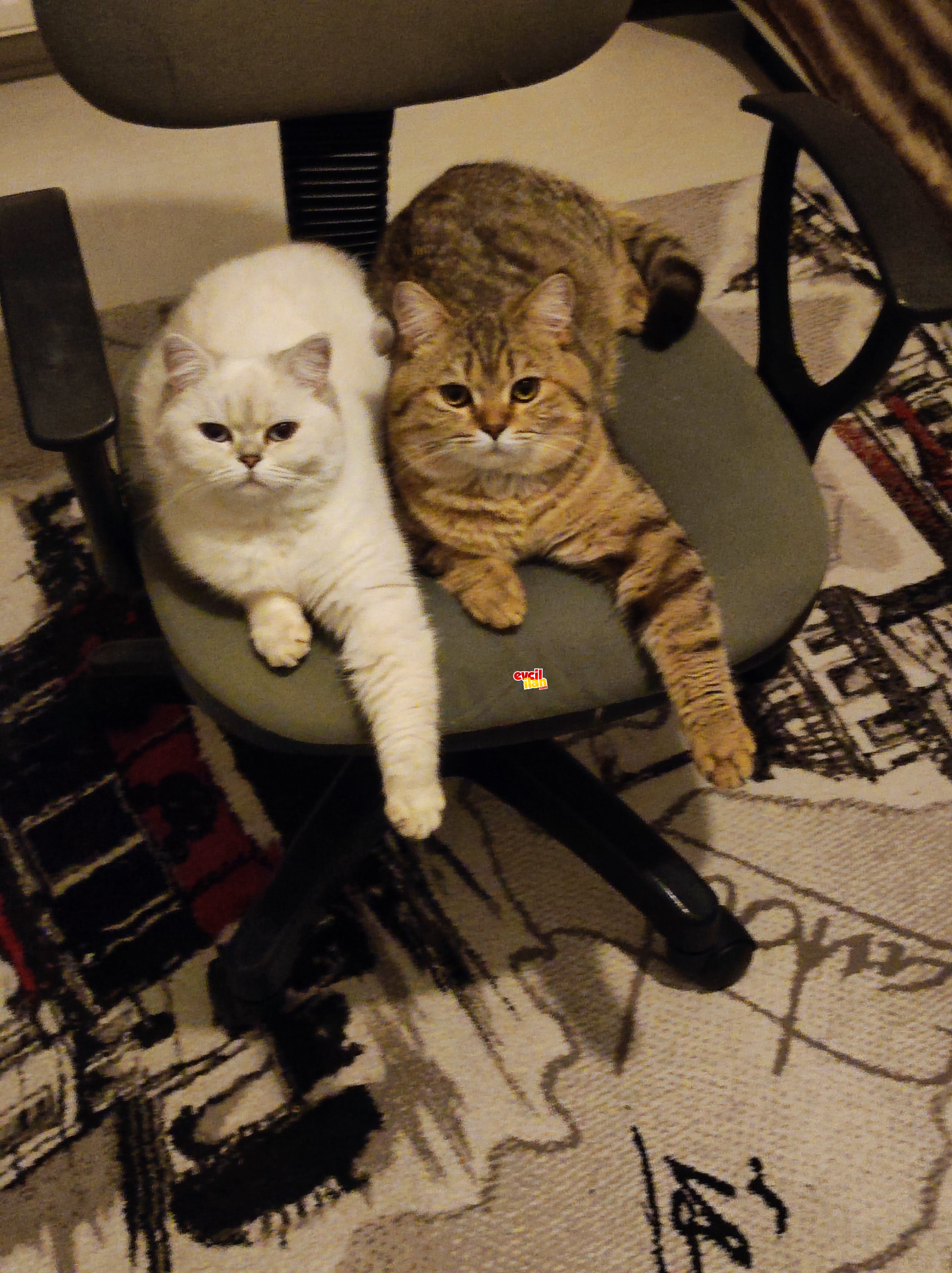 2 adet kardeş british shorthair cins kedi biri dişi biri erkek