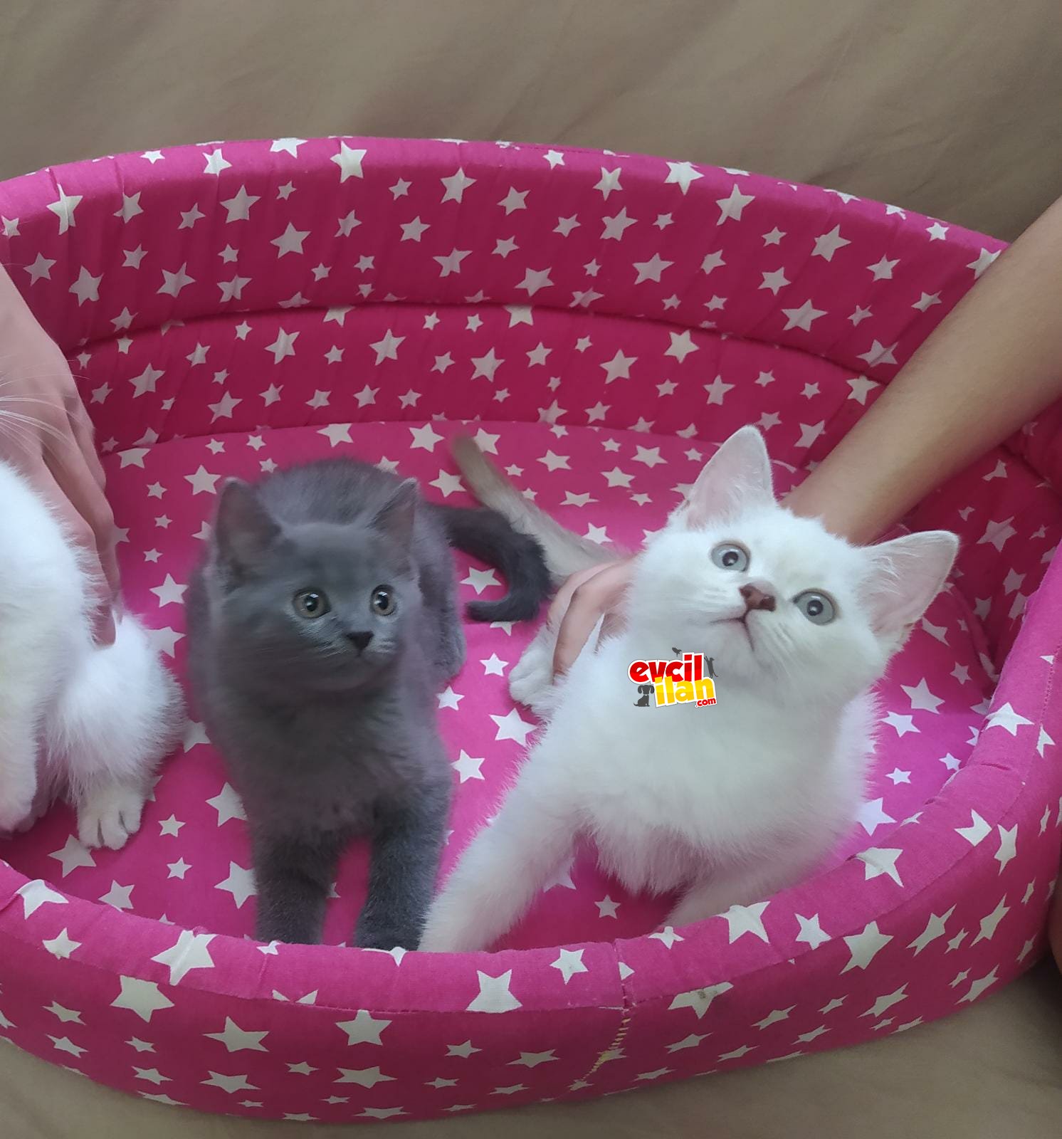 2 adet kardeş Orjinal Irk BRITISH SHORTHAIR