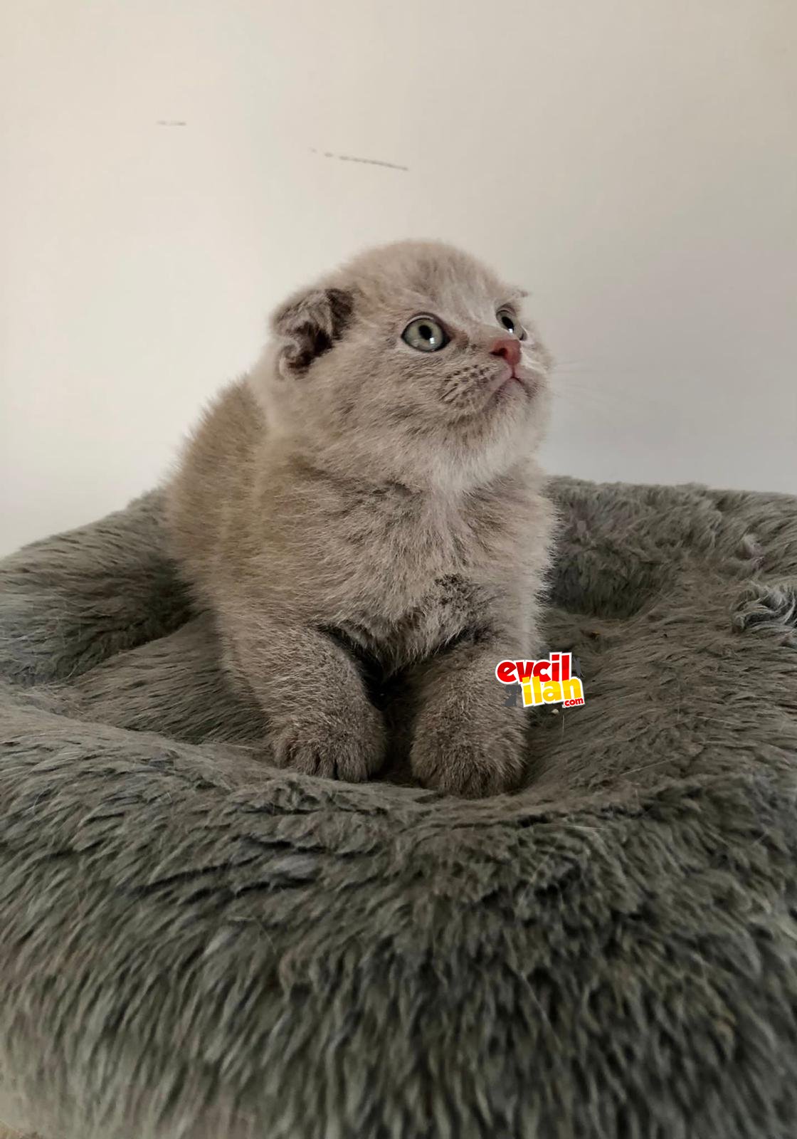2 AY 10 GÜNLÜK ERKEK SCOTTİSH FOLD 
