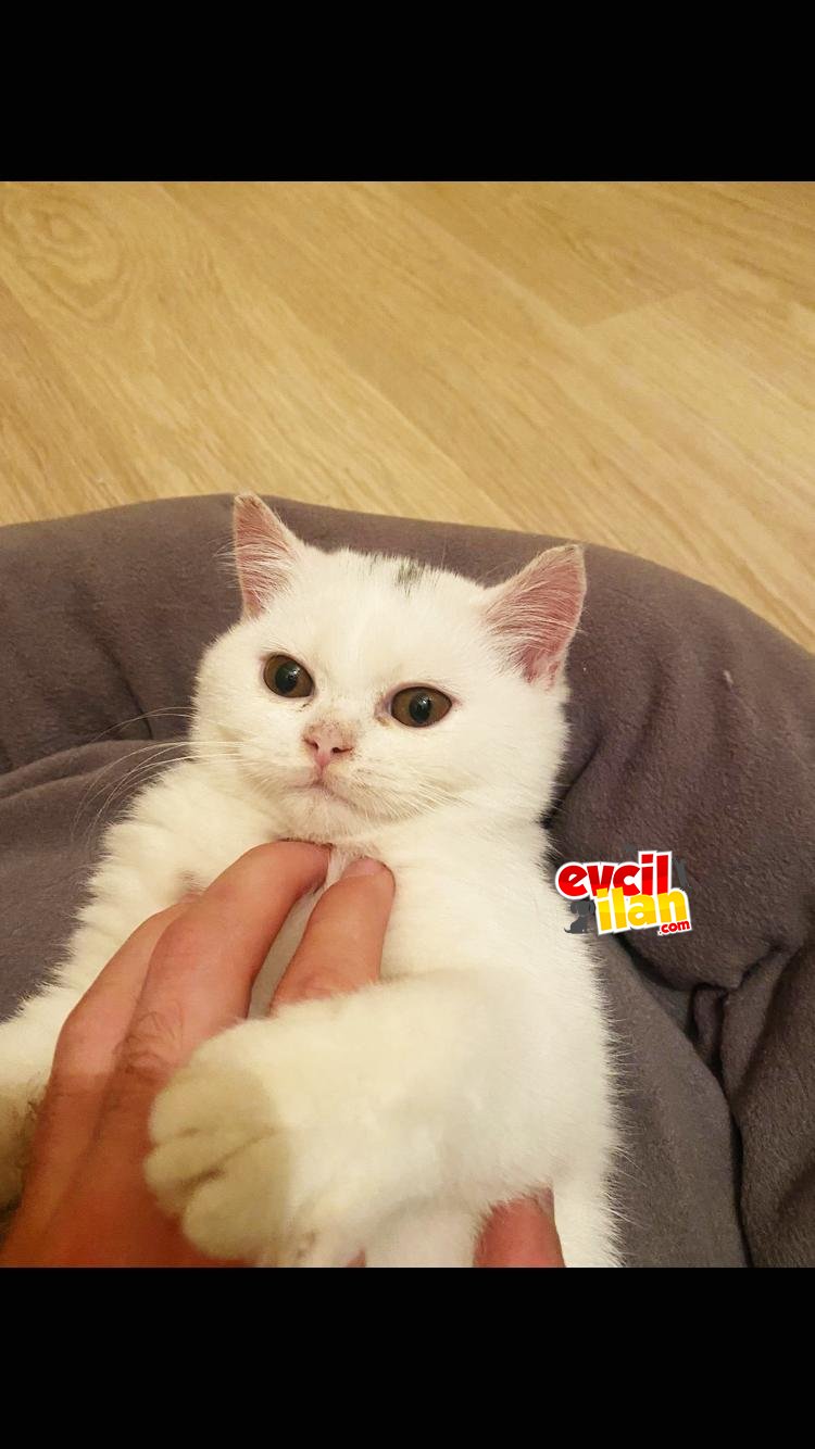 2 aylık aşıları yapılmış British Shorthair