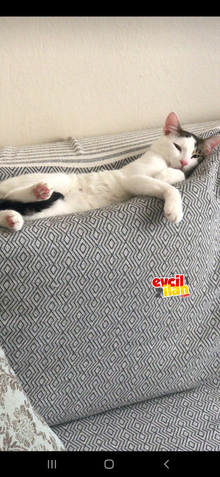 2 aylık bebeğim olduğu için acil sahiplendiriyorum