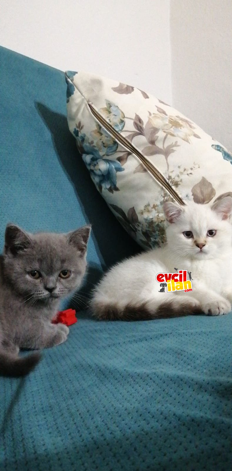 2 aylık bebeğimiz yeni yuvasını arıyor..