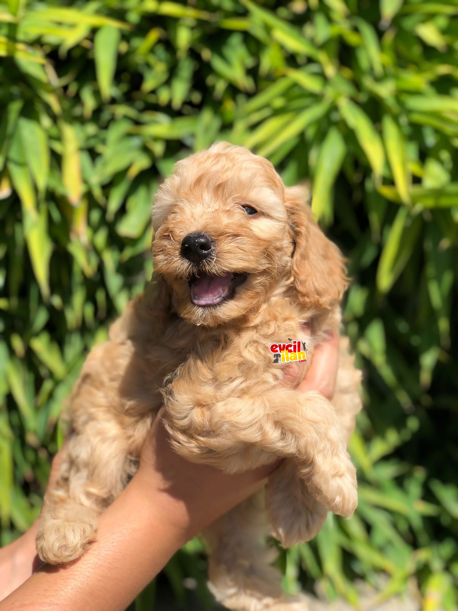 2 aylık bebek surat safkan toy poodle Dişi/erkek yavrular