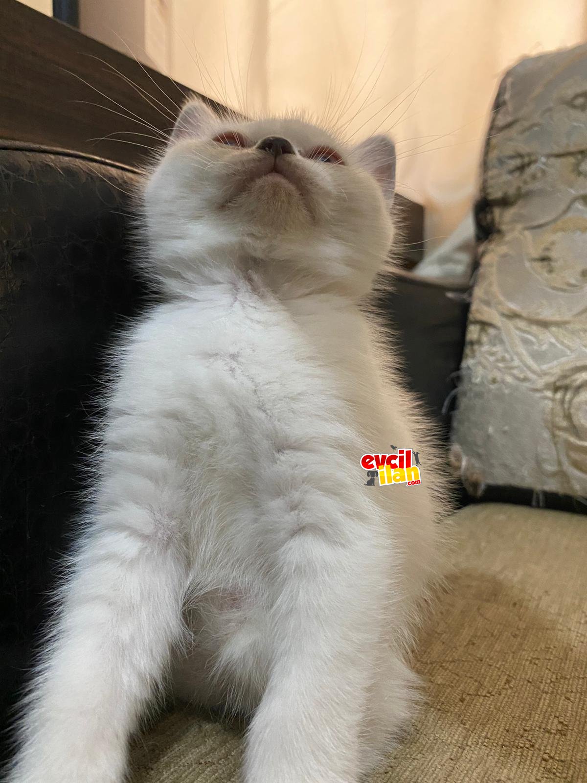 2 aylık beyaz bebeğe ömürlük yuva arıyoruz