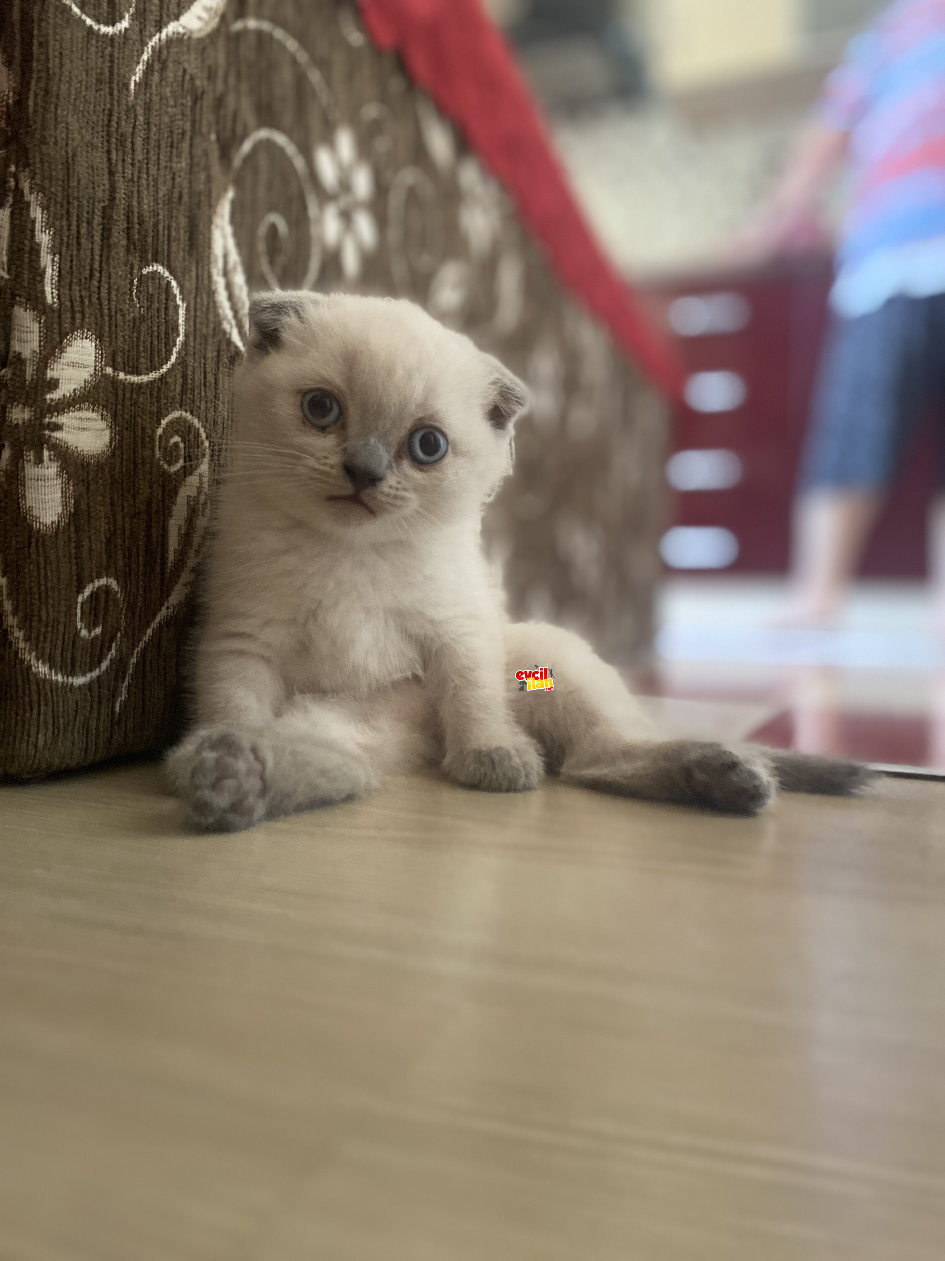 2 aylık Blue point dişi