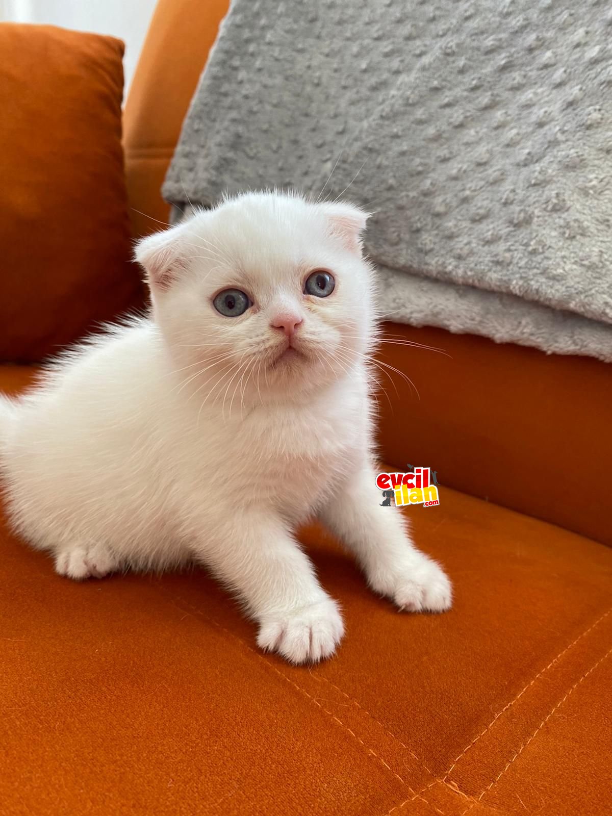 2 aylık Blue Point Scottish Fold Erkek 