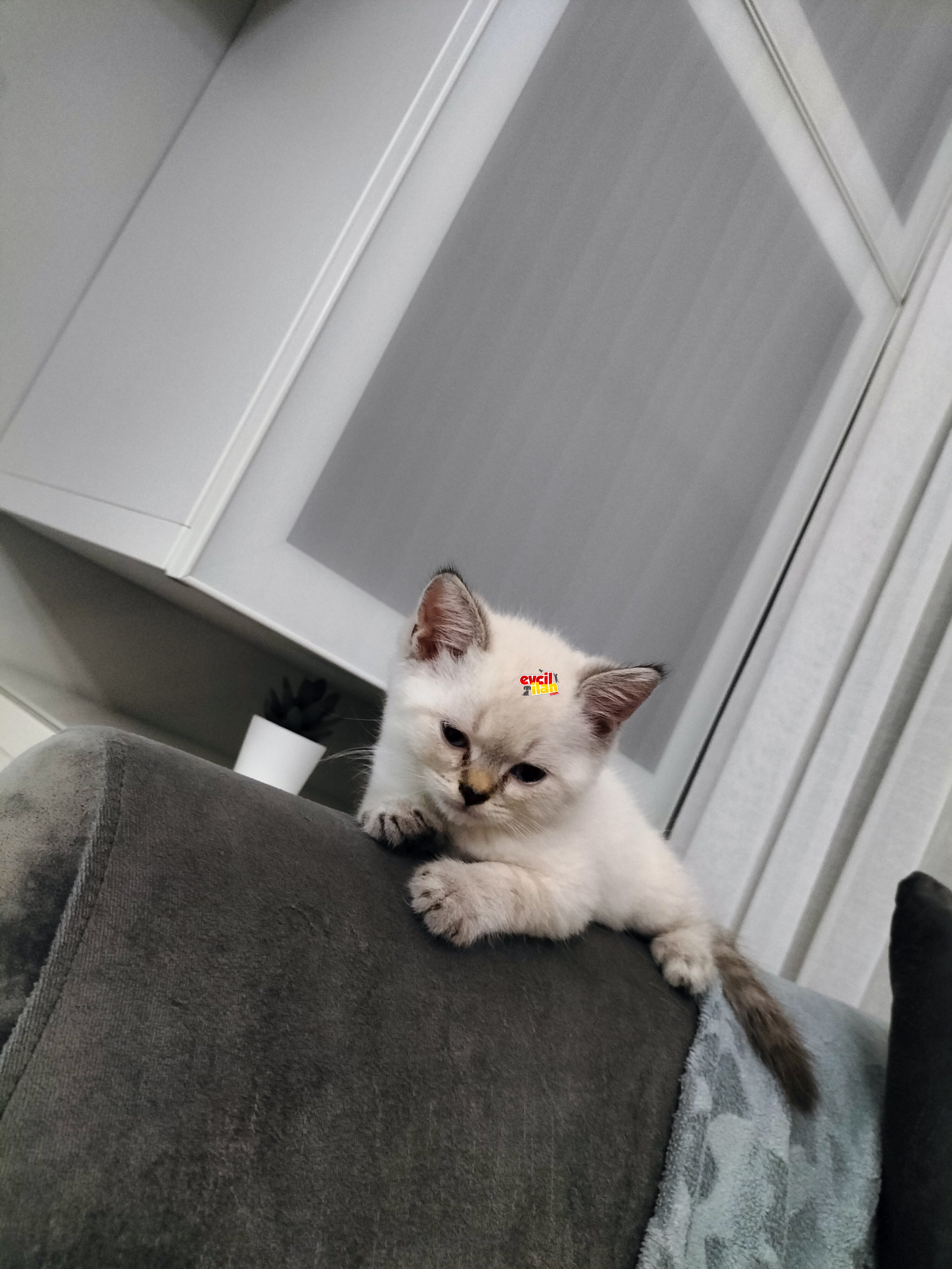 2 AYLIK BLUEPOİNT