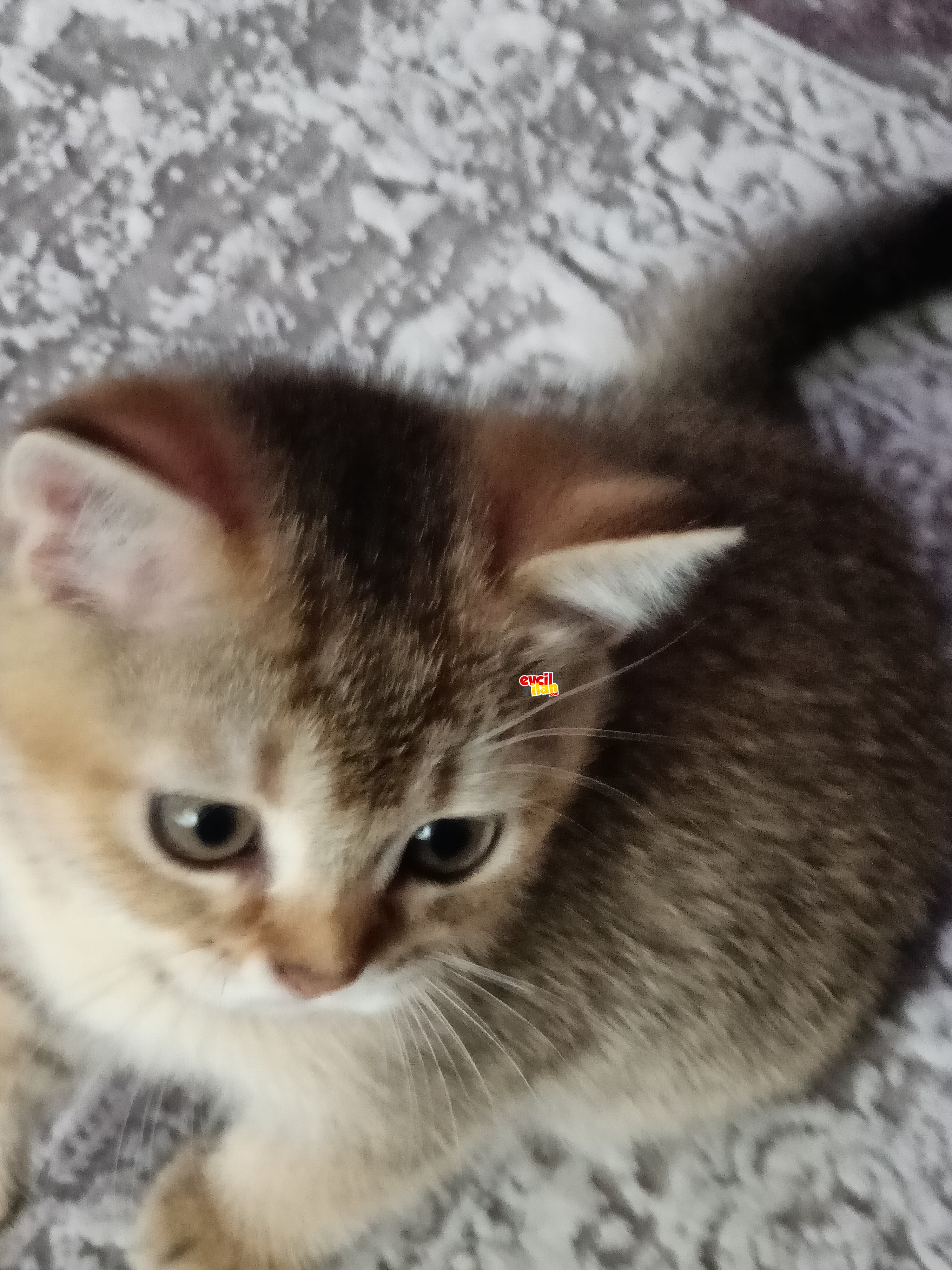 2 AYLIK BRITISH BLACK GOLDEN DİŞİ