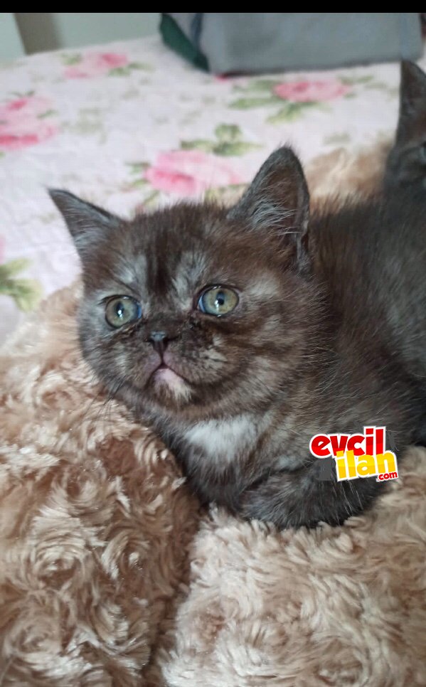 2 aylık brıtısh dişi