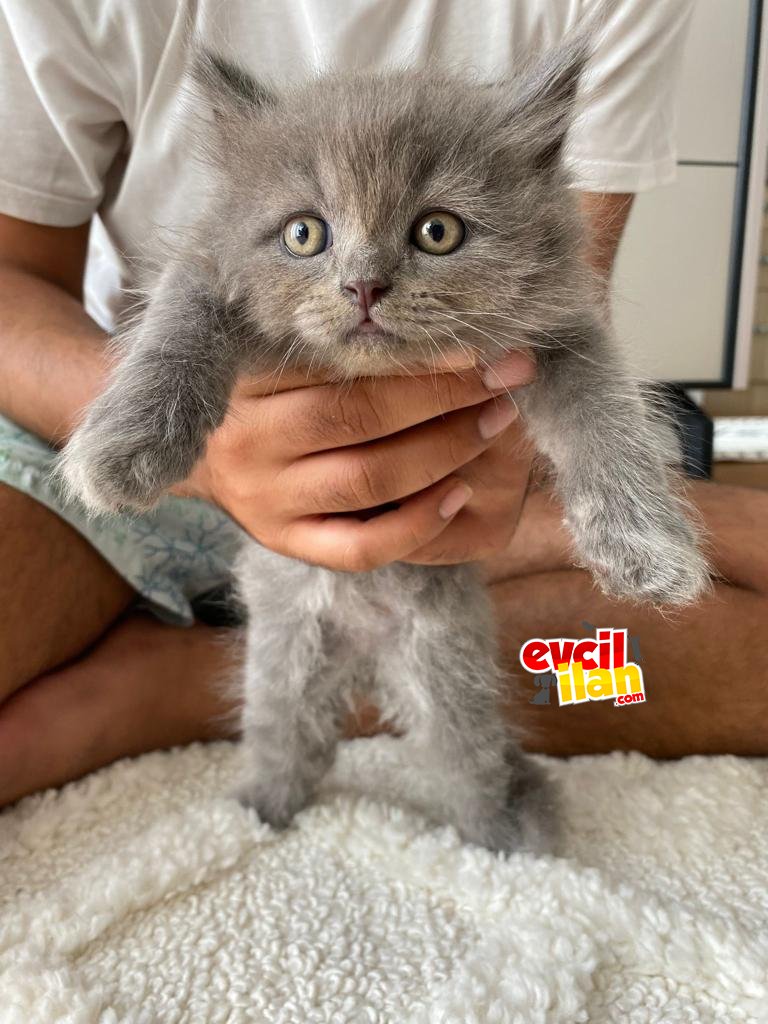 2 aylık British LongHair yavrumuza yuva arıyoruz