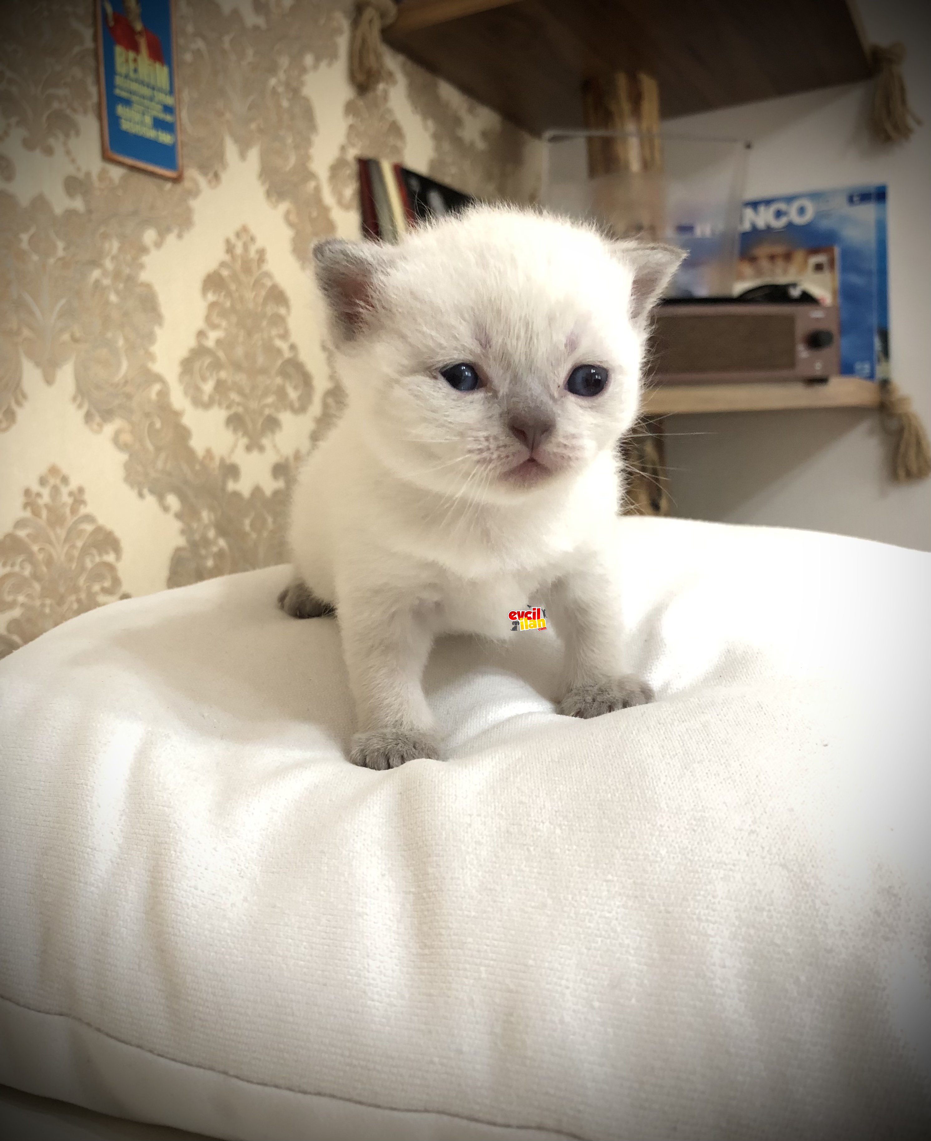 2 Aylık British Shorthair Blue Point yavrumuza yuva arıyoruz. 