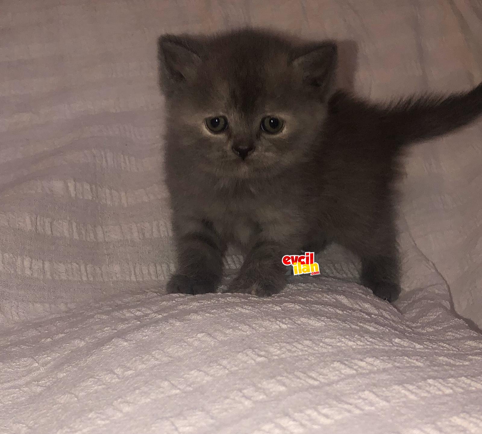 2 Aylık British Shorthair Dişi 