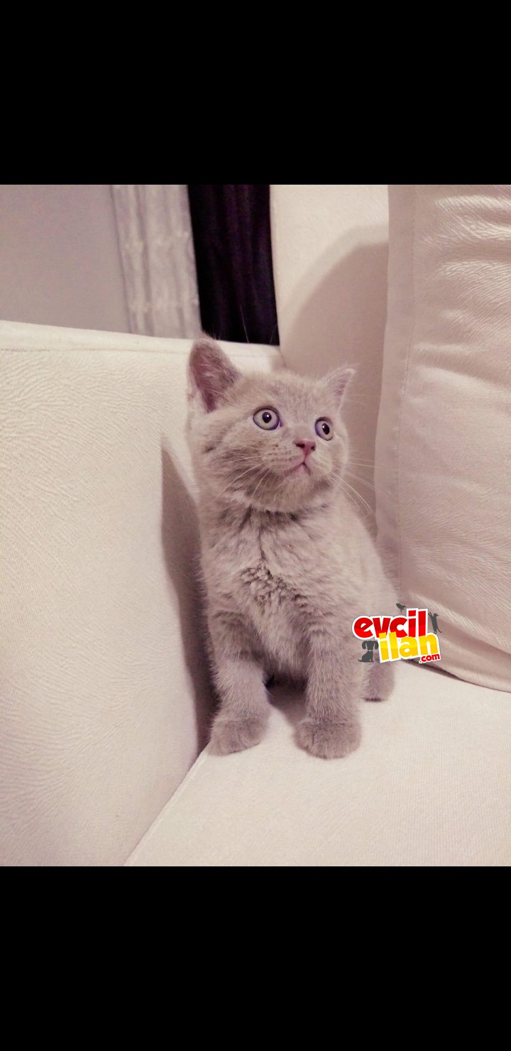 2 aylık british shorthair erkek