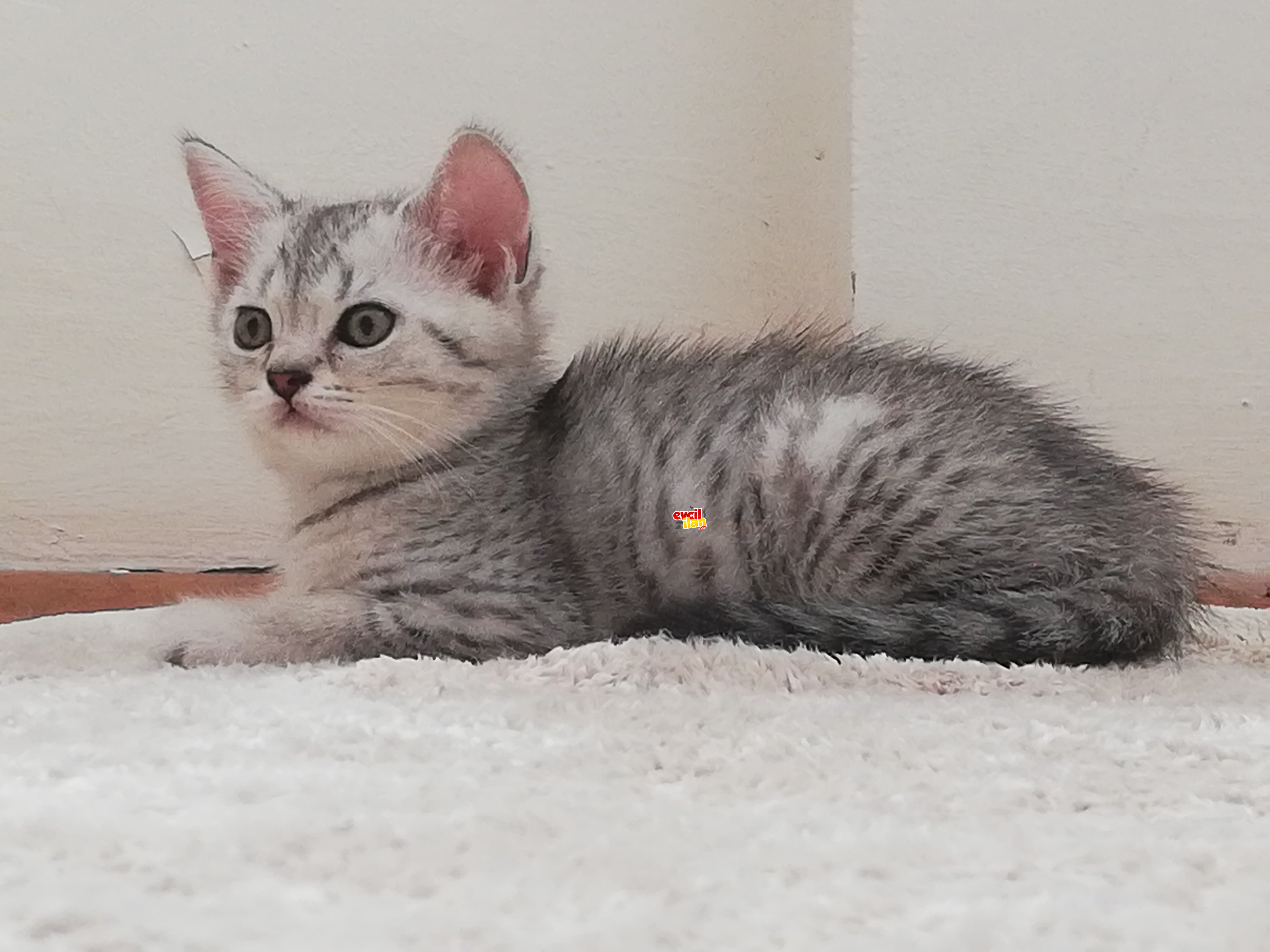 2 aylık british shorthair erkek 