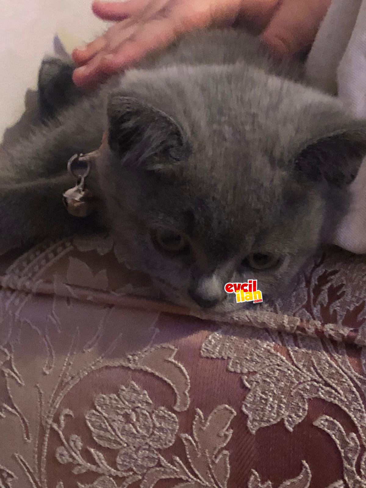 2 aylık british shorthair saf kan yavrular