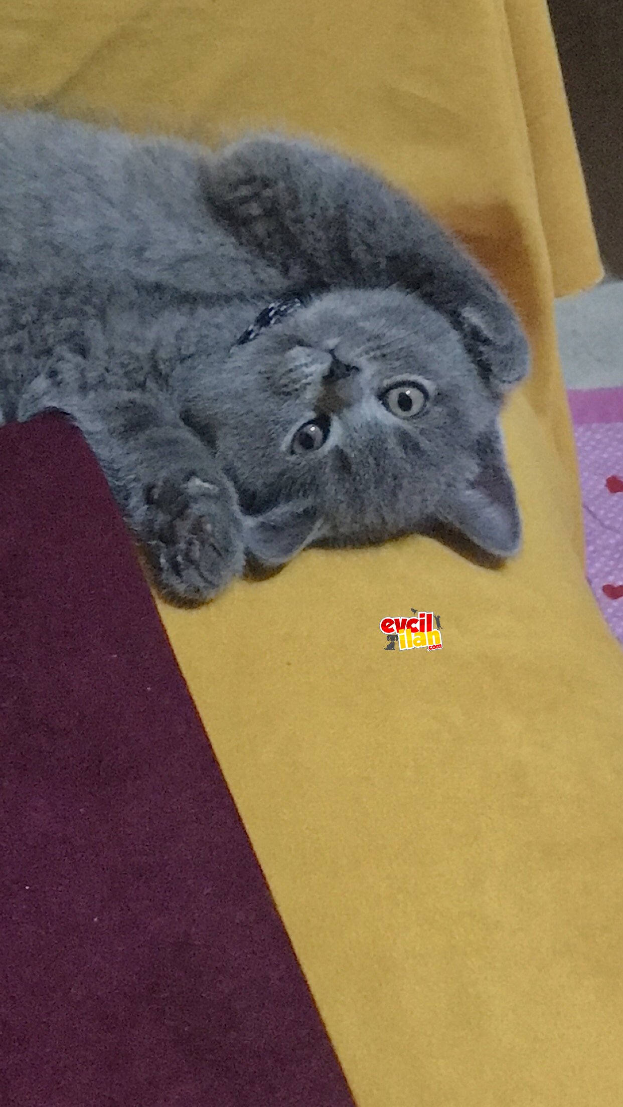 2 aylık british shorthair yavrumuz 