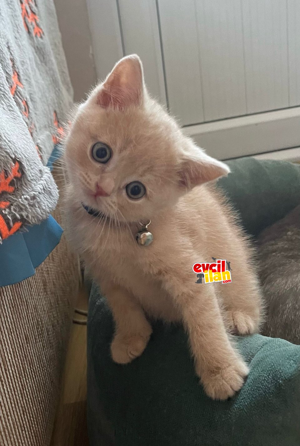 2 aylık brıtısh shorthair
