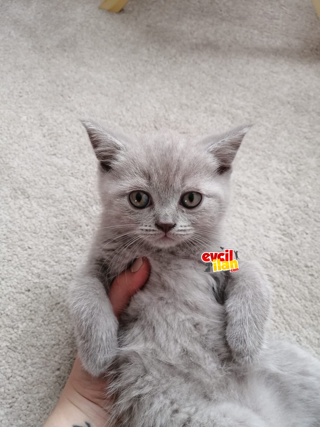 2 aylık british shorthair 