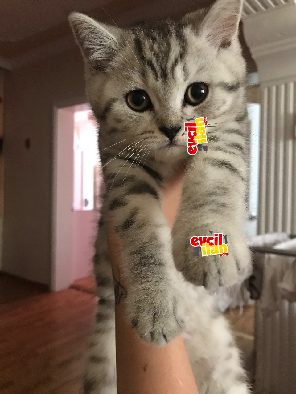 2 aylık british shorthair
