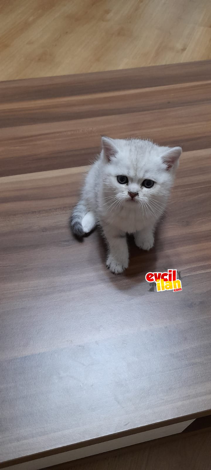 2 aylık british