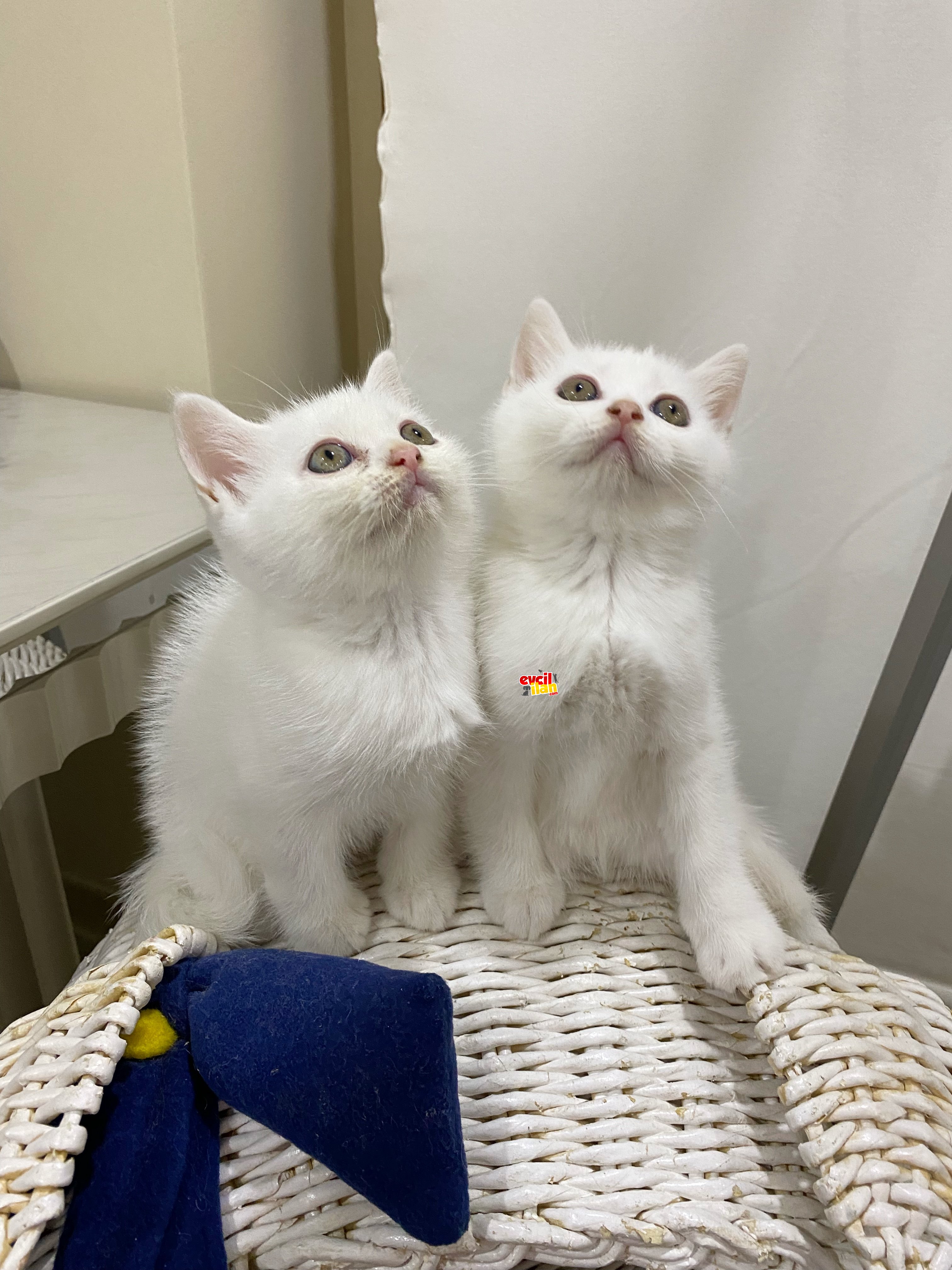 2 Aylık BritishShorthair