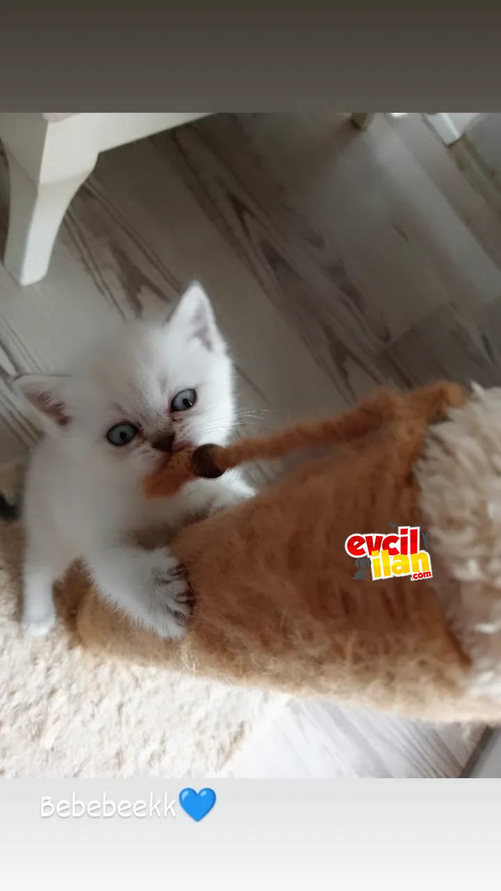 2 AYLIK CANLAR YENİ YUVALARI İÇİN HAZIR