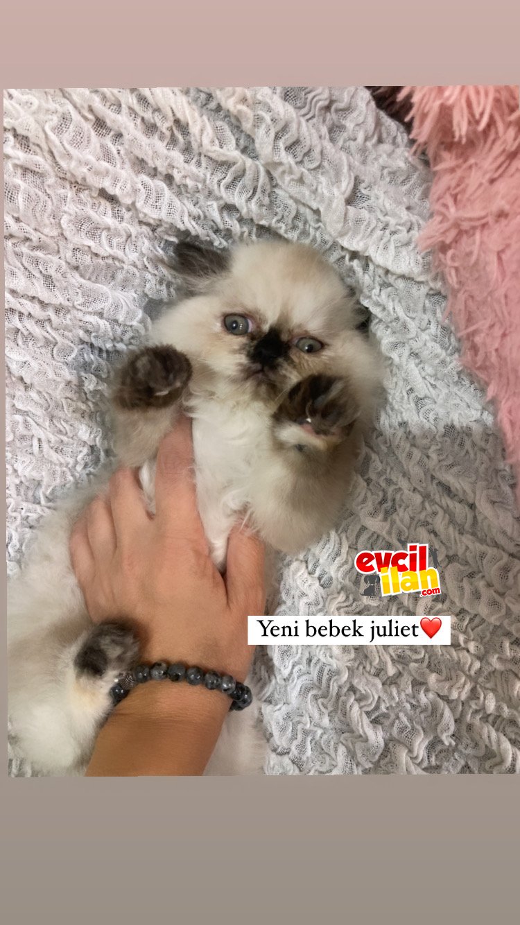 2 aylık çok tatlı İran kedisi