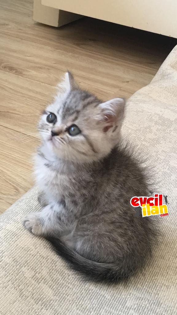 2 aylık dişi bebeğimiz yeni yuvasını bekliyor 