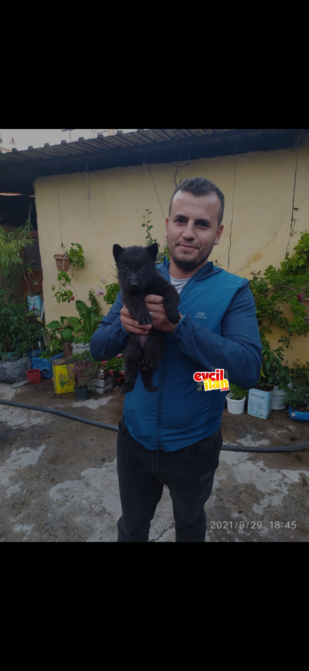 2 aylık Dişi Black Solid Alman Kurdu yavrum sahiplendirilecektir.