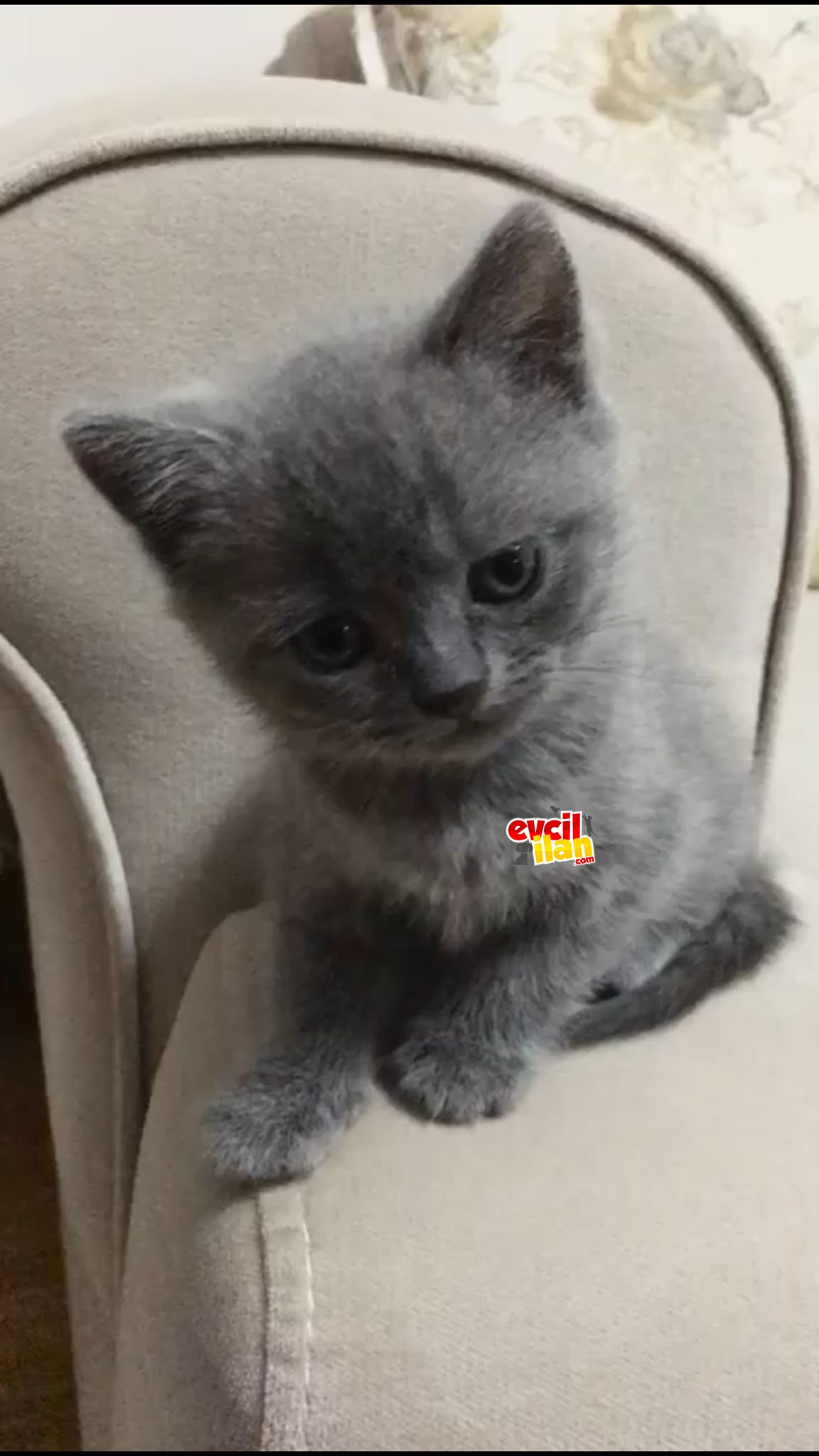 2 AYLIK (DİŞİ) BRİTİSH SHORTHAİR