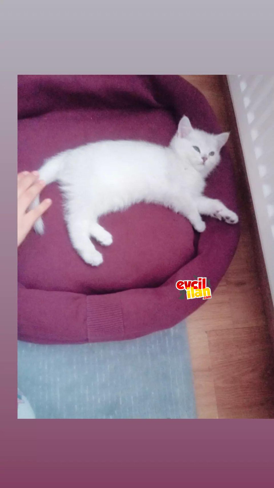 2 aylık dişi british shorthair