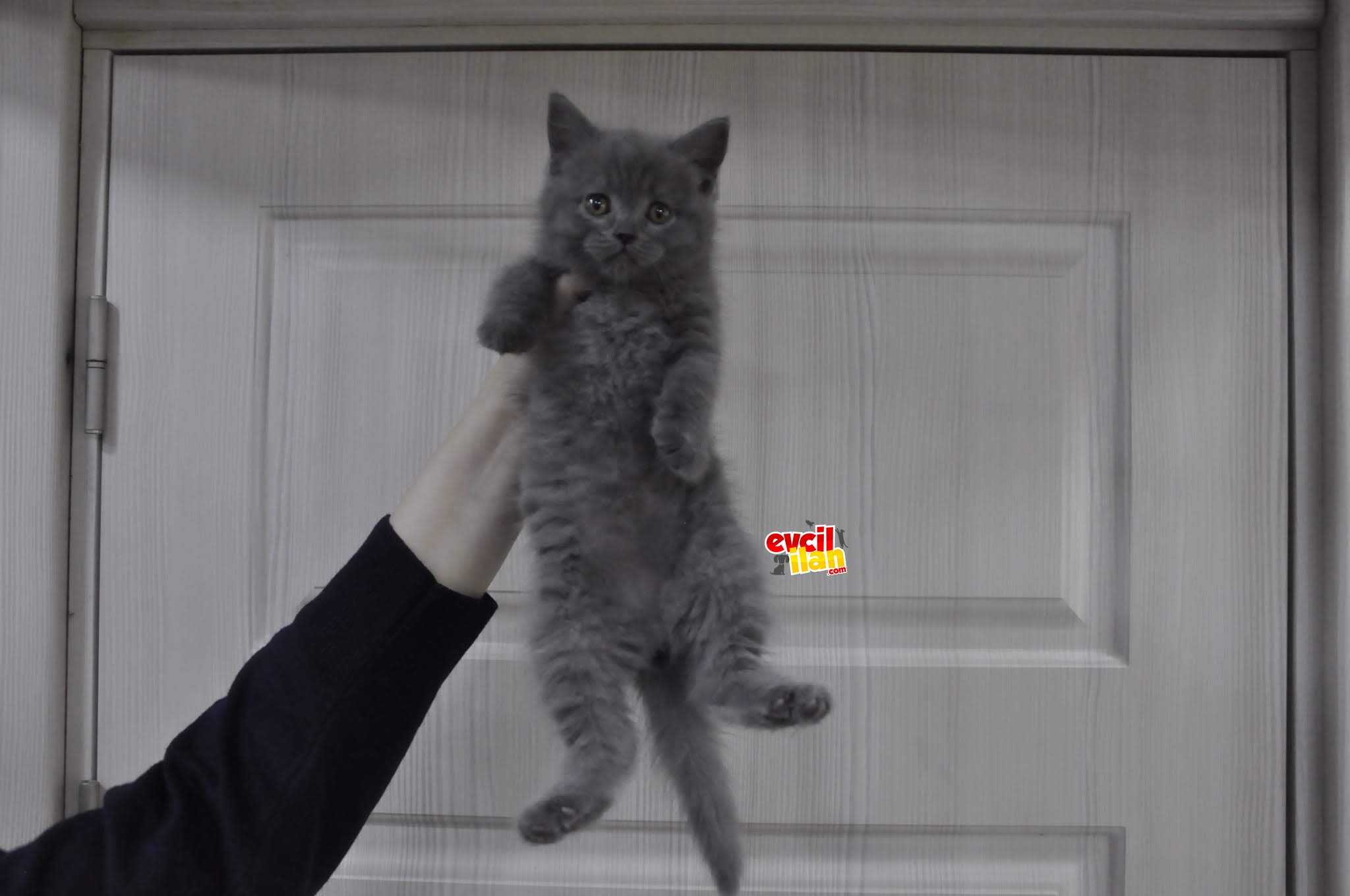 2 aylık dişi erkek yavrular!