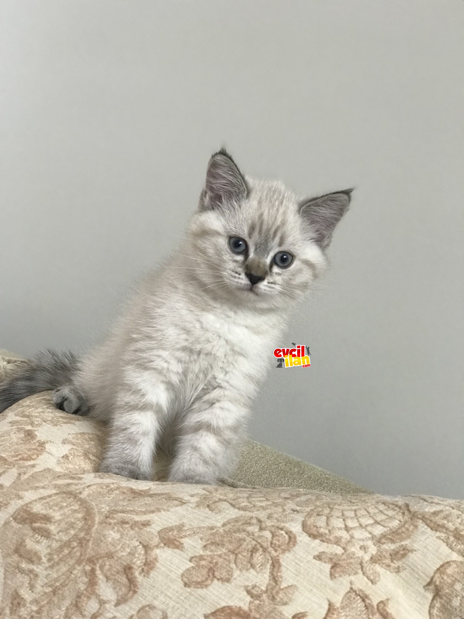 2 aylık dişi/erkek yavrularımız mevcut