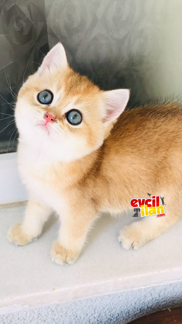 2 aylık dişi golden yeni yuvasını arıyor 