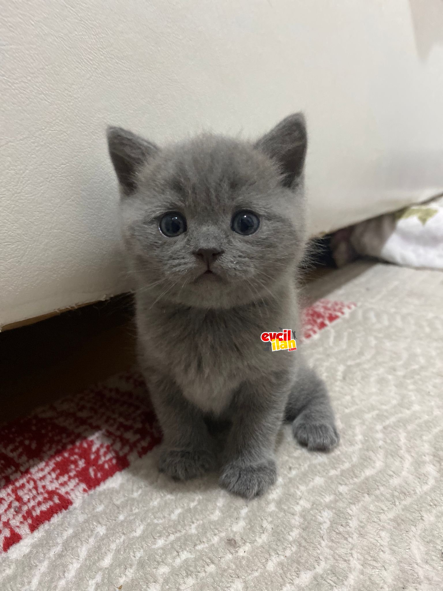 2 aylık dişi kedi 