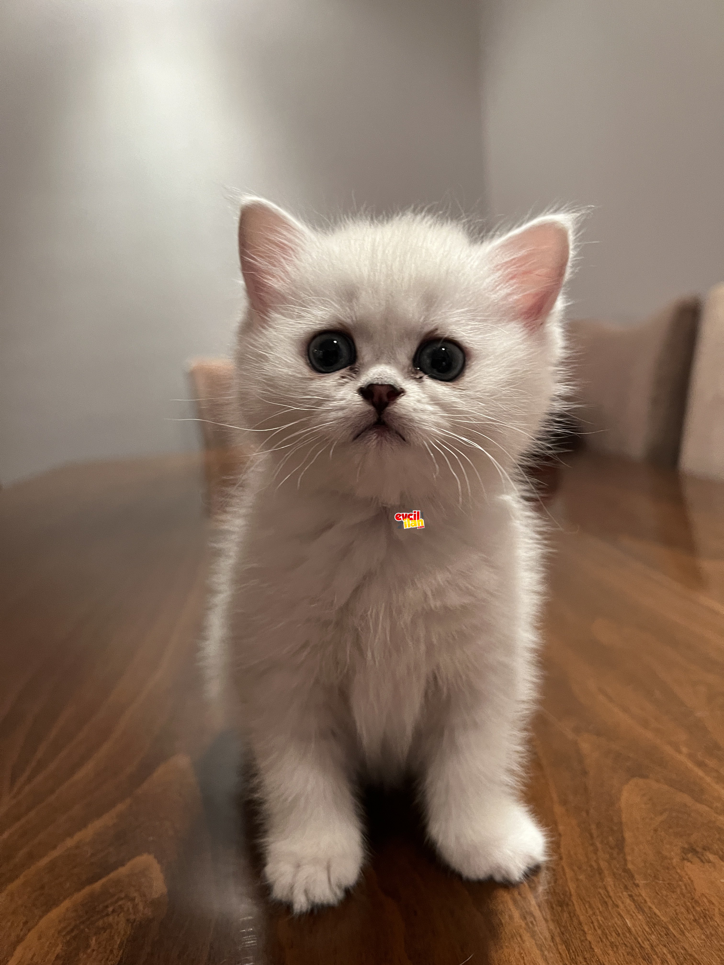 2 Aylık Dişi Safkan British Shorthair Silver