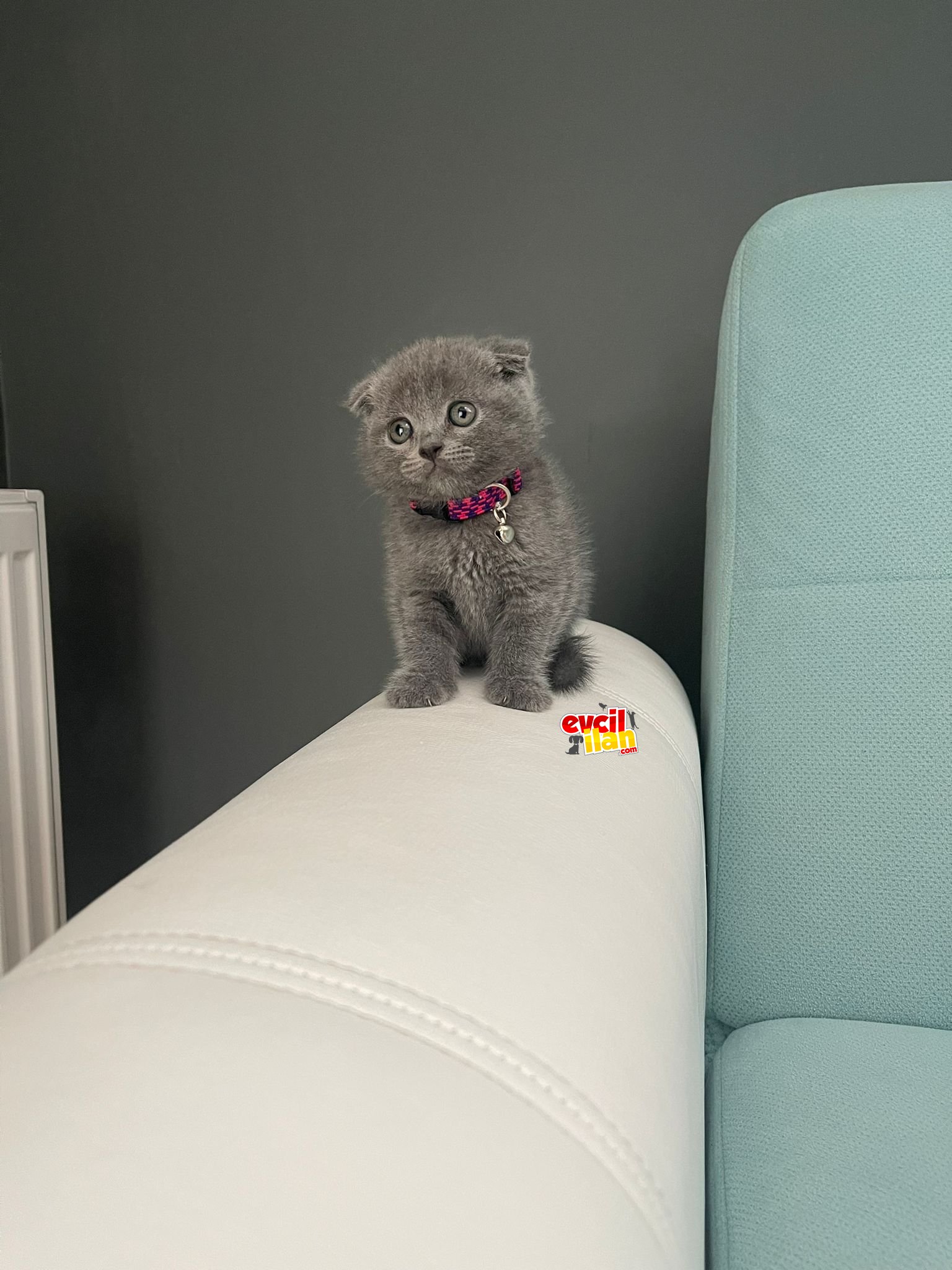 2 Aylık Dişi Scottish Fold Yavrumuza Yuva Arıyoruz.