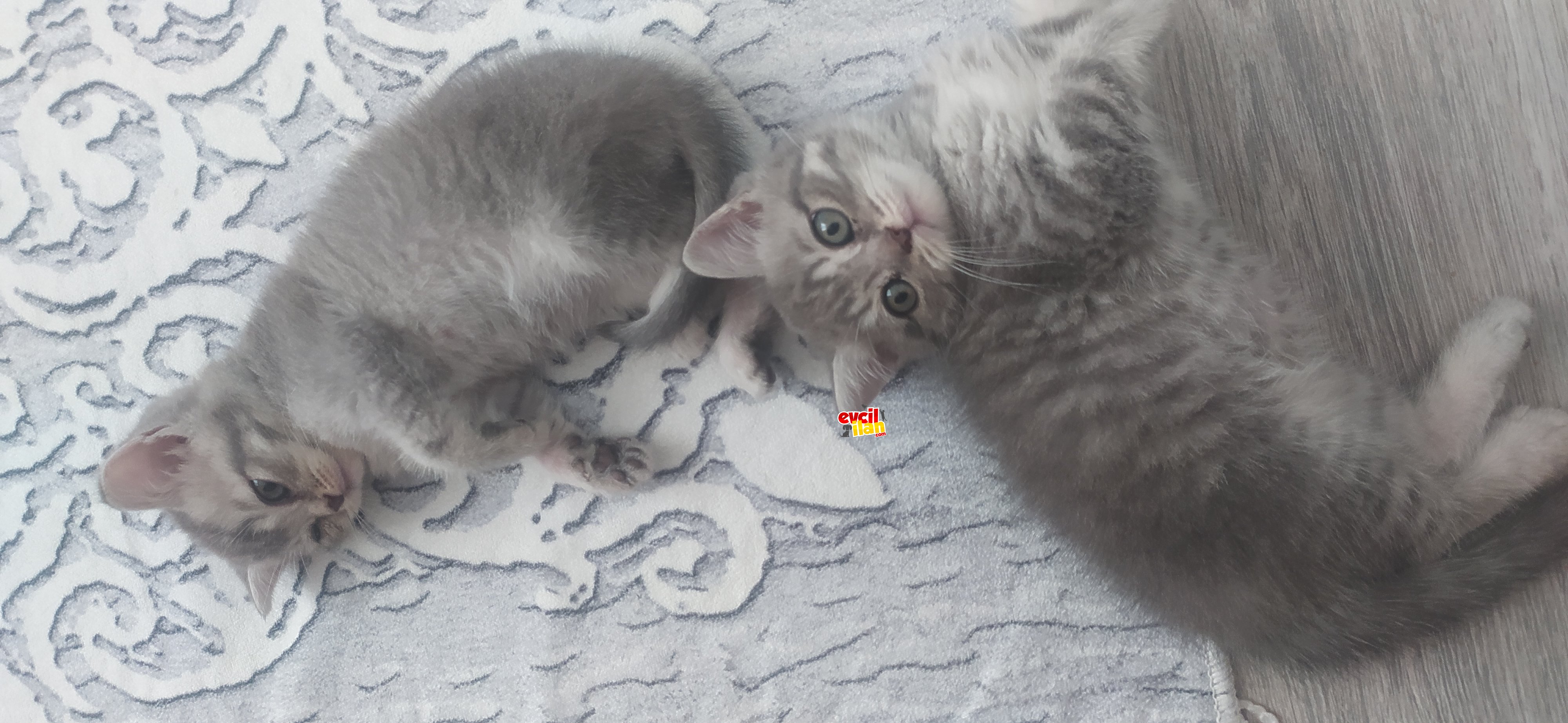 2 aylık dişi ve erkek british shorthair tabby yavruları