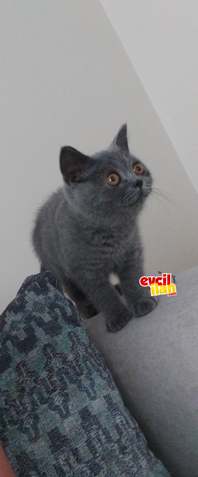 3 aylık dişi british shorthair 