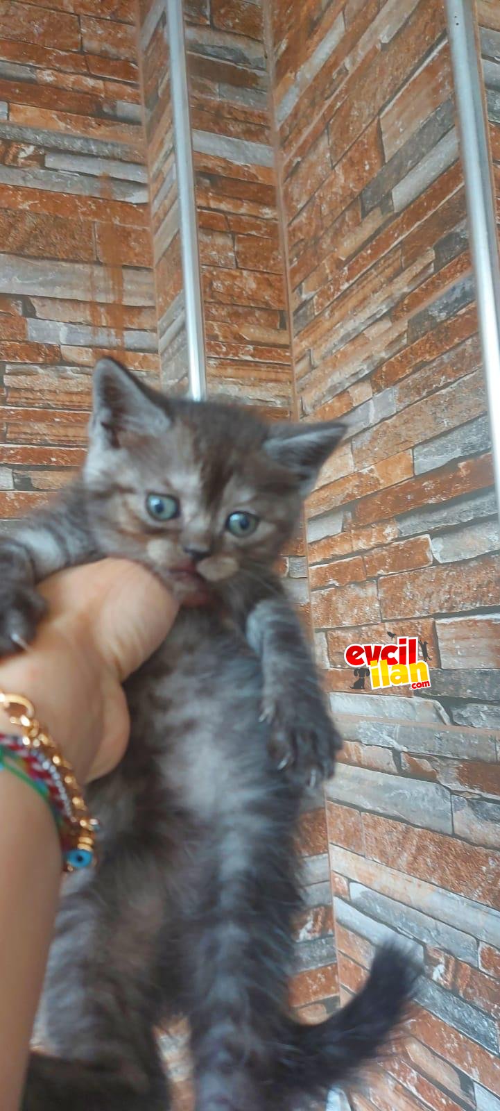 2 aylık dişi.. 