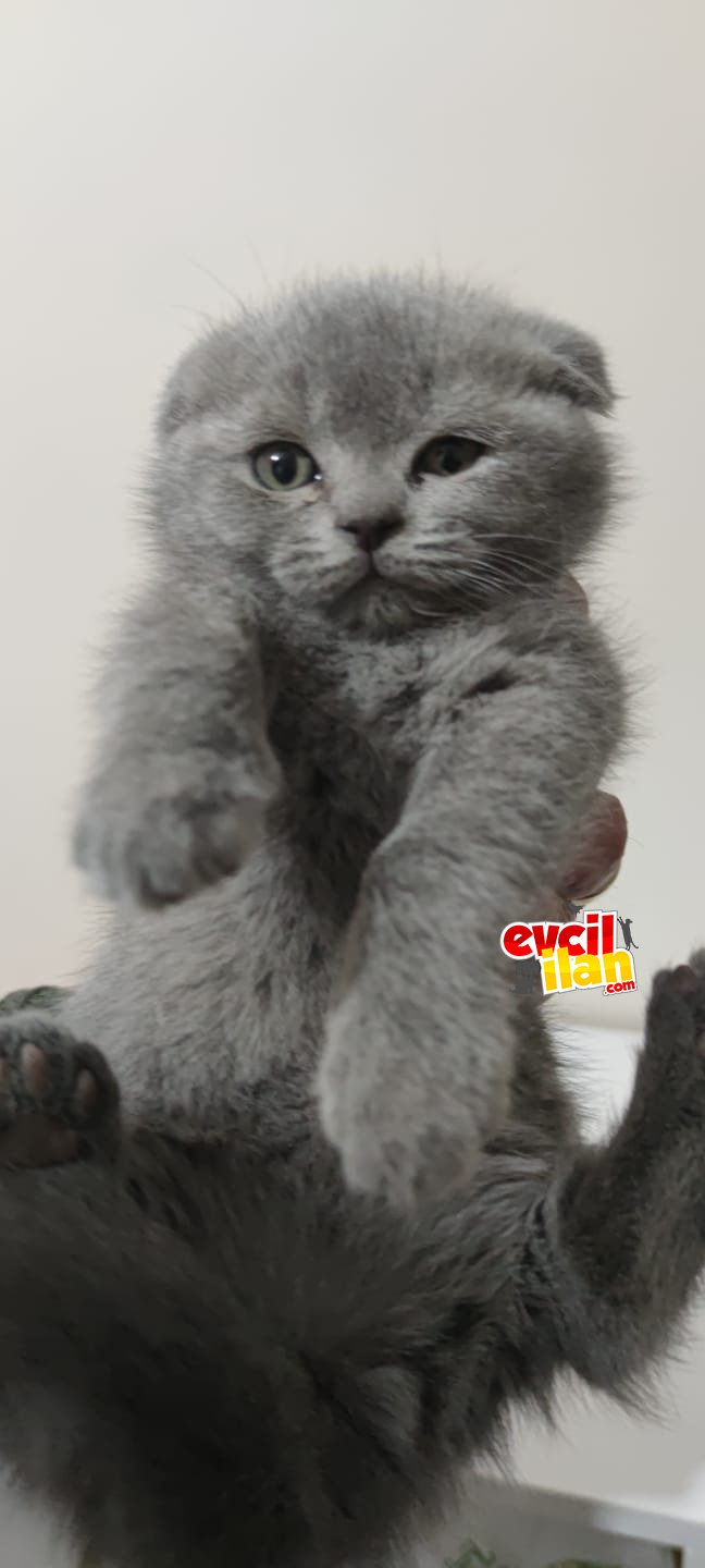 2 aylık erkek biritsh shorthair