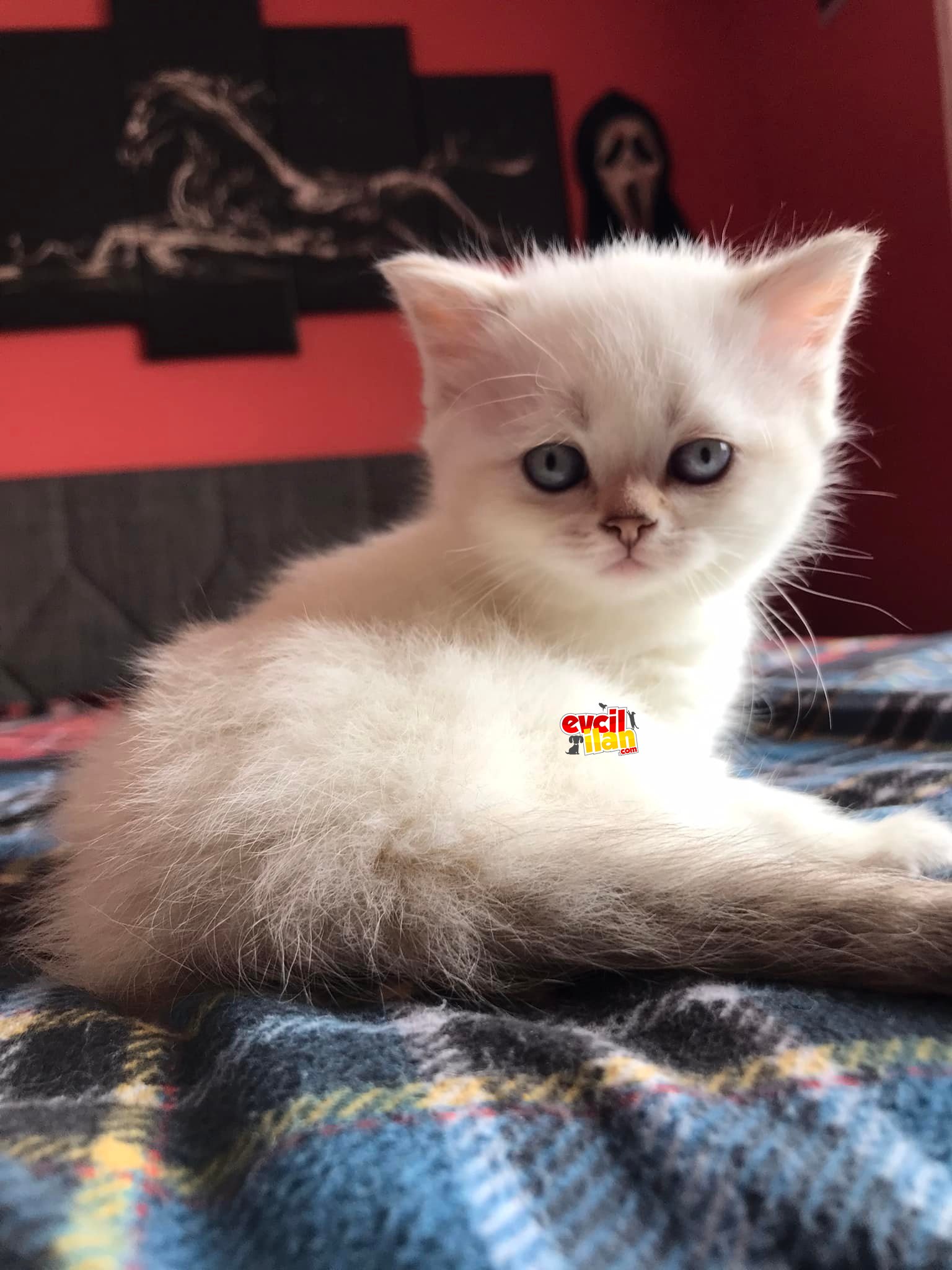 2 aylık erkek british shorthair yavru