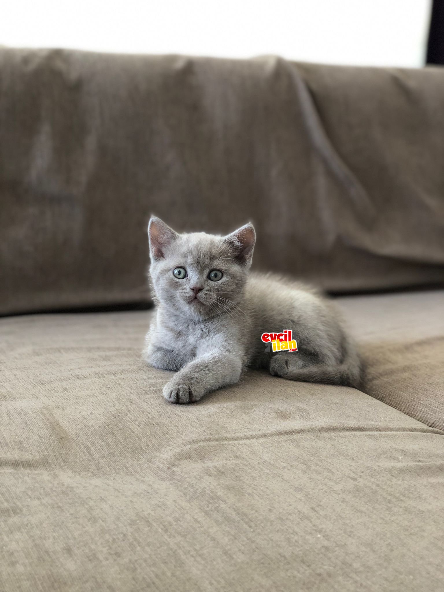 2 Aylık Erkek British Shorthair Yavrumuz